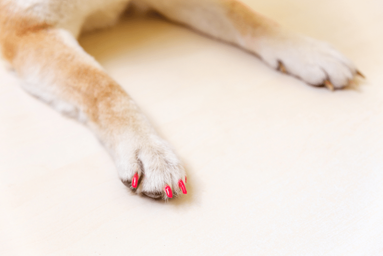 Paws & Polish: How to Maintain a Stylish Home for You and Your Dog