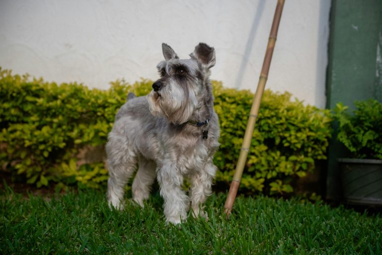 3 Ways Dog Owners Are Choosing Turf for Their Pet-Friendly Yards