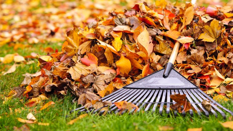 Why Raking Leaves Is the Hardest Way to Clean Your Yard
